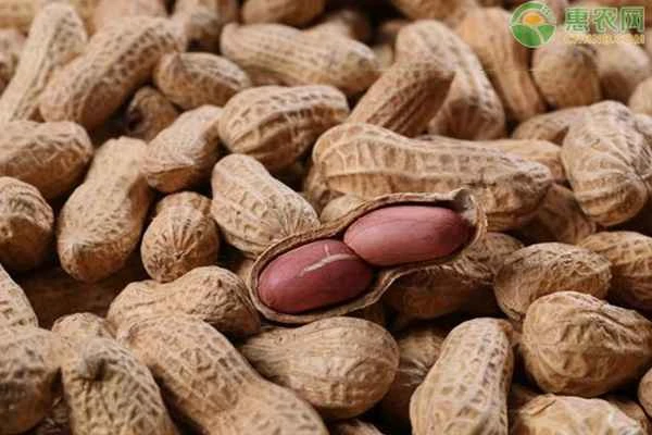 How to choose peanut seeds?