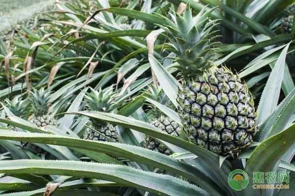 What are the best methods for ripening pineapples?
