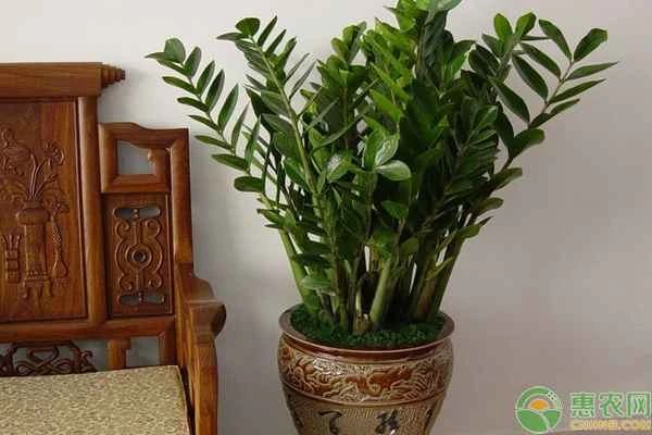 Does the money tree prefer shade or sun?