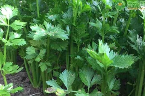 Celery field management techniques in January