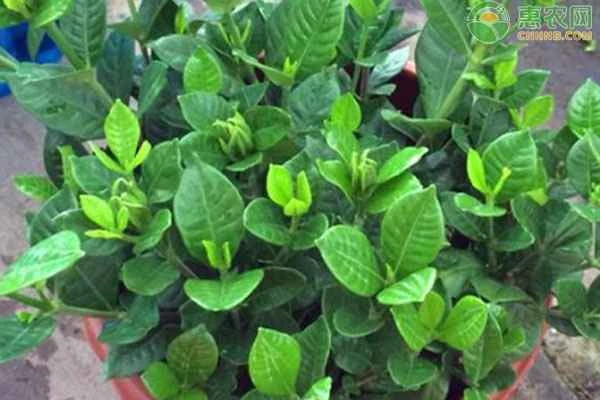 What are the taboos when growing gardenias?