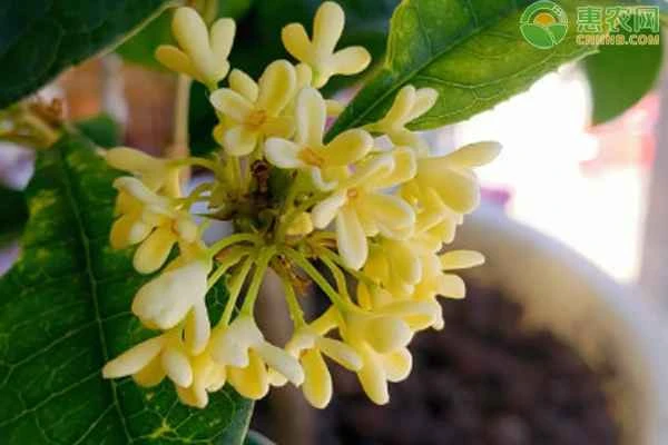 How to propagate osmanthus trees?