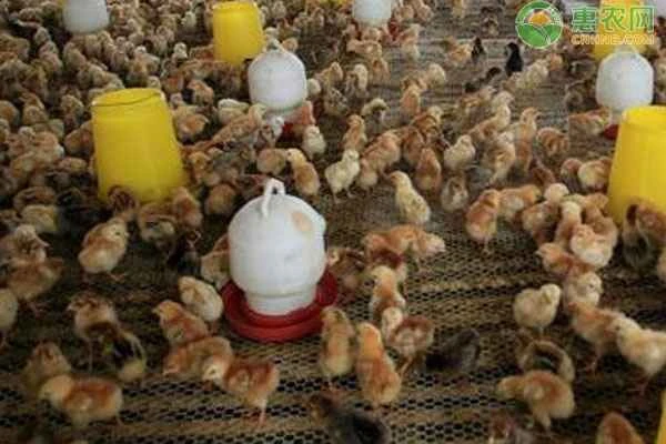 What's the best way to keep chicks warm?