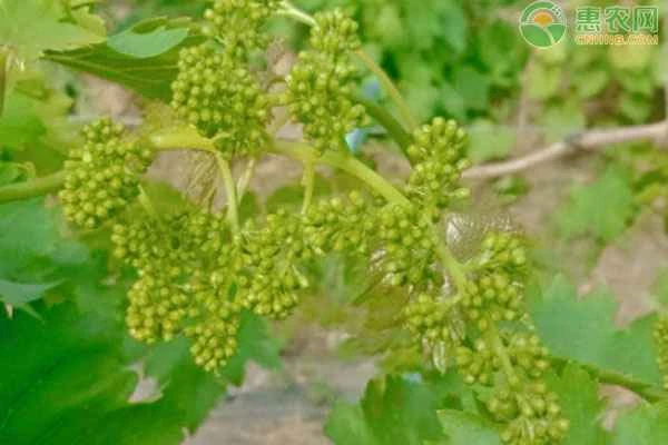 Optimal formula for foliar fertilizer to protect flowers and fruits