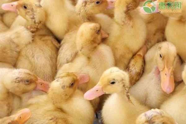 How to raise ducklings?