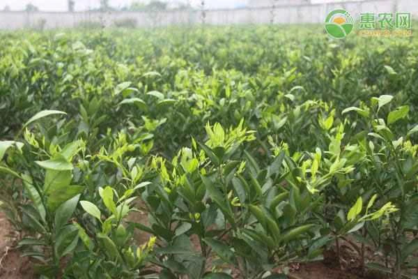 Which pesticide is most effective at killing aphids?