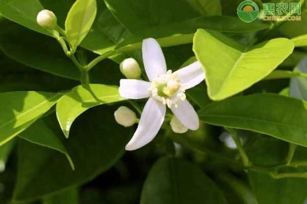 What pesticide is best for protecting fruit trees from flowering and fruiting?