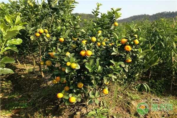 What fertilizer is best for promoting shoot growth in citrus seedlings?