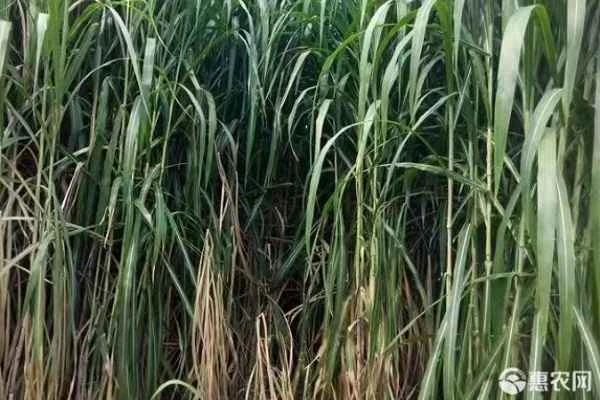 What are the overwintering conditions for giant reeds?