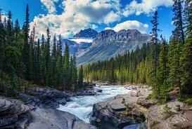 What foods are good for stomach problems? What foods are good for the stomach?