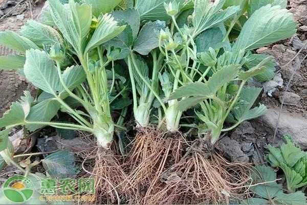 How many years can a strawberry seedling grow?