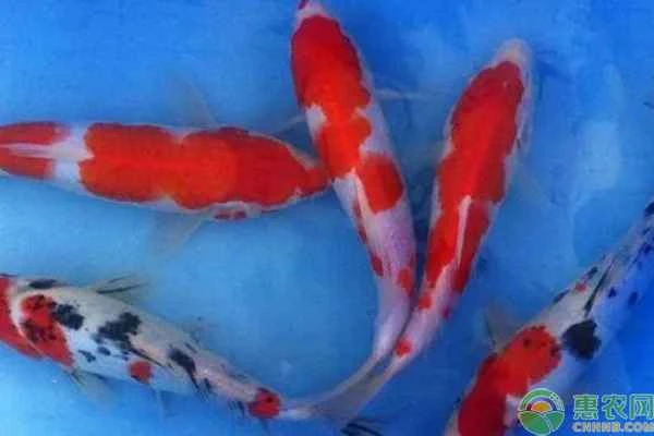 Can goldfish and koi be kept together?