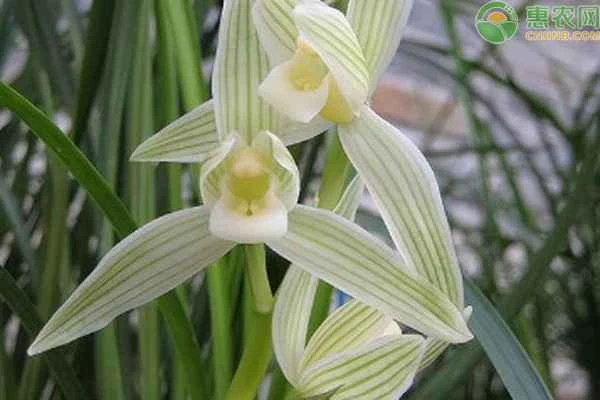 What should you pay attention to when repotting orchids?
