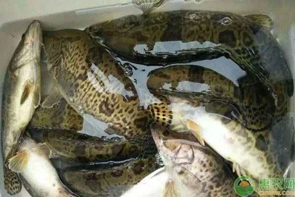 How to raise mandarin fish?