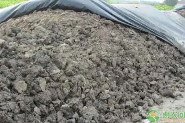 Does drying cow dung mean it's fully decomposed?