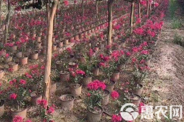 When is the best time to transplant crape myrtle seedlings for a high survival rate?