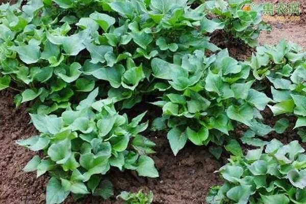 How many days does it typically take to cultivate sweet potato seedlings?