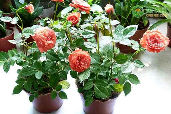 Rose propagation time and methods