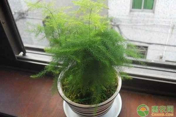 How should I water my asparagus fern? How many times a day should I water it?