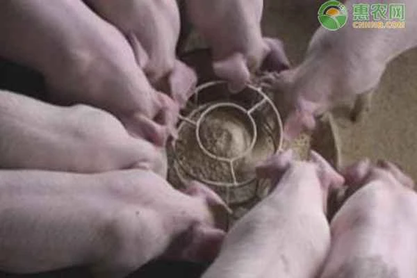 How many pigs can be raised in a 100-square-meter space?