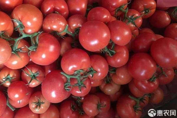 The growth process of tomatoes