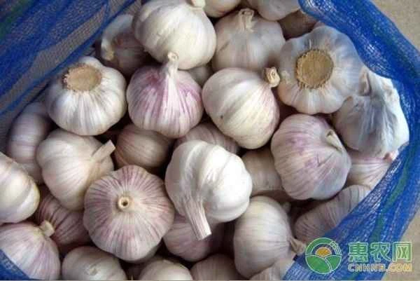 The fertilizer that garlic hates most
