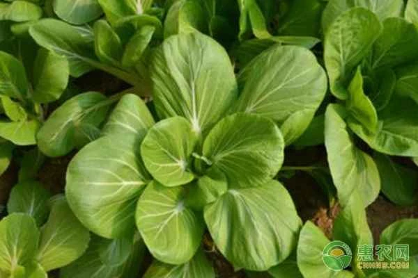 What kinds of vegetables are available?