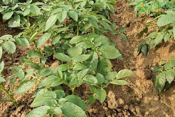 How to grow potatoes in winter in Jiangxi?