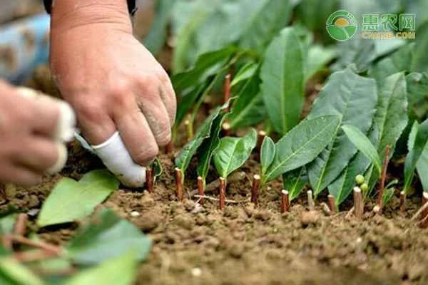 What is the fastest way to root cuttings?