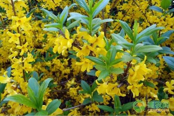 How many forsythia plants should be planted per acre?