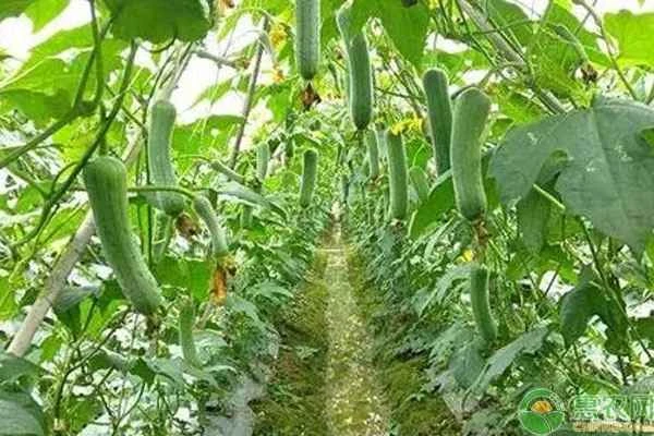 How long does it take for a loofah to flower and bear fruit?