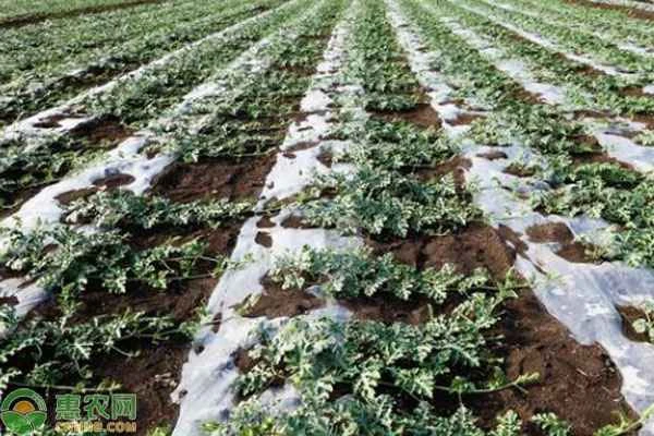 When is the best time to plant watermelon seeds?