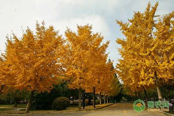 Ginkgo tree cultivation techniques