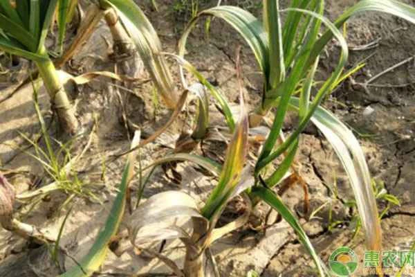 What disease causes garlic leaves to turn yellow? What medicine should be used?