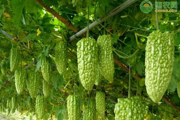 How to manage bitter melon in the summer?