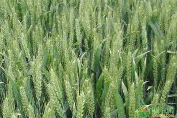 Introduction to Taimai 198 wheat variety