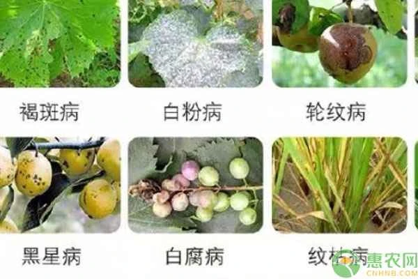 What diseases does Shigao fungicide treat?