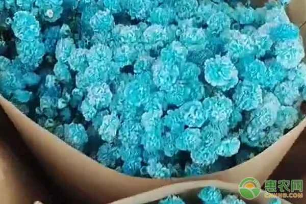 What is the meaning of blue baby's breath flowers?