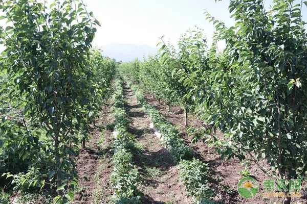 What fruit trees can be grafted onto a mulberry tree?