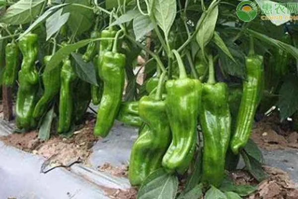 How can I grow chili peppers so that they grow well?