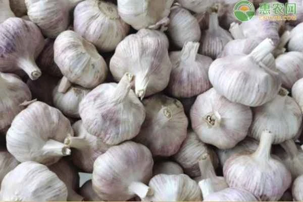 When is the best time to plant autumn garlic?
