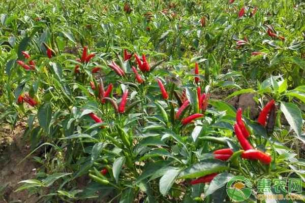 What is the best fertilizer for chili peppers?