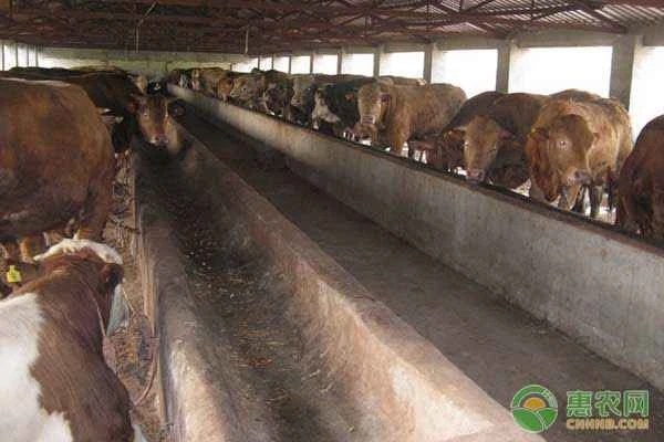 What season does bovine coccidiosis occur?