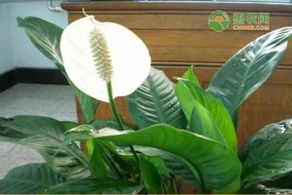How do I care for a peace lily? How often should I water it?