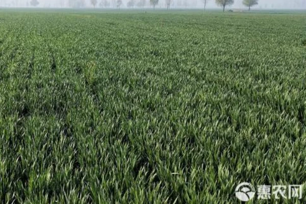 Can wheat herbicides be applied at temperatures between 0 and 7 degrees Celsius?