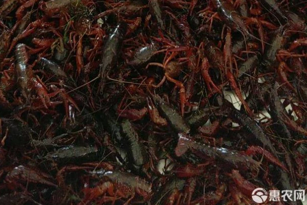 crayfish growth cycle