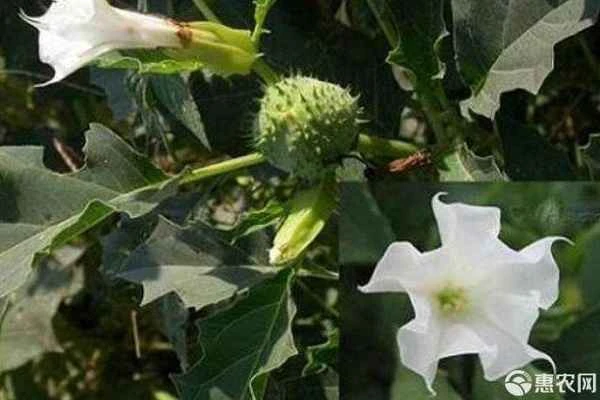 Is it permissible for private individuals to cultivate datura?
