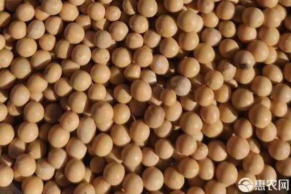 How to ferment soybeans to make organic fertilizer?