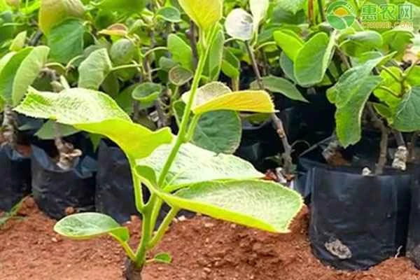How to plant kiwi seedlings?