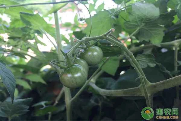 What fertilizer is best for tomatoes? How should I apply base fertilizer?